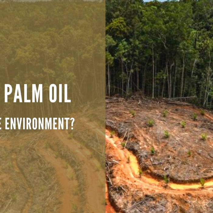 Why Is Palm Oil Bad For The Environment?