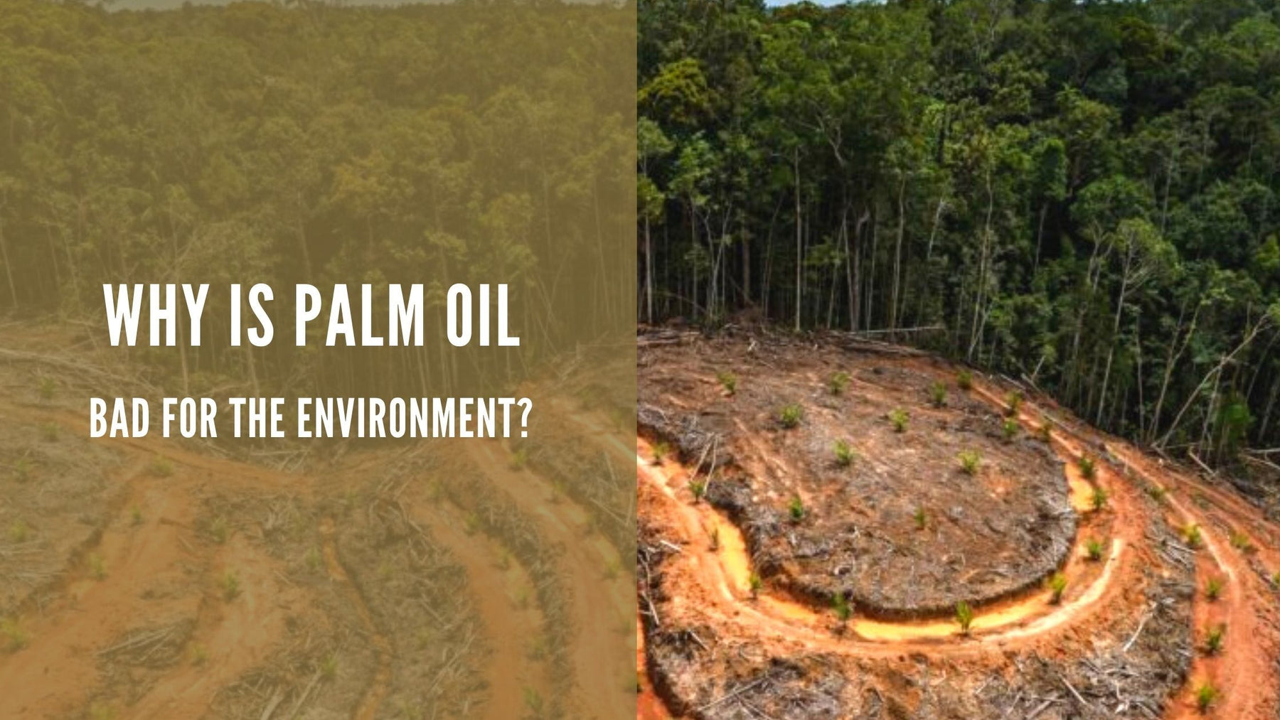 Why Is Palm Oil Bad For The Environment?